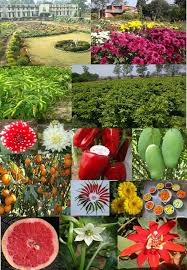 Informações sobre horticultura em Maharashtra