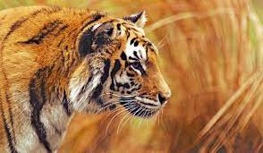 Sathyamangalam Tiger Reserve bags TX2 award