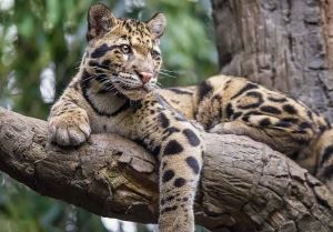 अंतर्राष्ट्रीय क्लाउडेड लेपर्ड दिवस